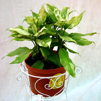 Aglaonema Variegated Plant