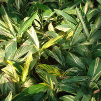 Alpinia Variegated Plant