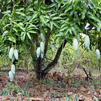 Amrapali Mango Plant