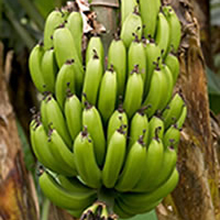 Banana Plant, for Agriculture