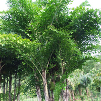 Caryota Mitis Plant