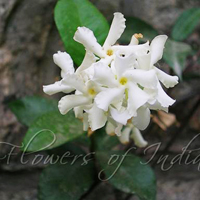 Confederate Jasmine Plant