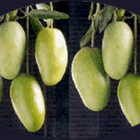 Dushari Mango Plant