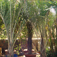 Dypsis Decaryi Plant