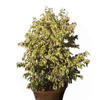 Ficus Benjamina Bushy King Plant, for Agriculture