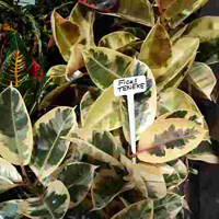 Ficus Teneke Plant