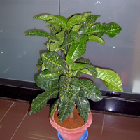 Golden Croton Plant, for Agriculture
