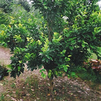 Organic Guava Plant