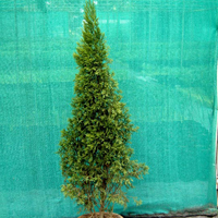 Juniperus Chinensis Plant, Color : Green