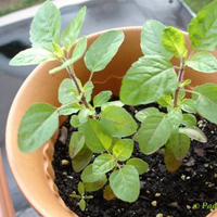 Organic Lemon Tulsi Plant, Variety : Hybrid
