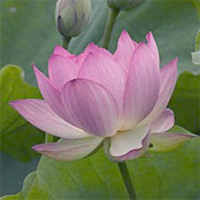 Lotus Plant