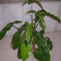 Philodendron Plant, Feature : Longer shelf life, Eco-friendly
