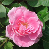 Pink Rose Plant, for Agriculture, Feature : Longer shelf life, Eco-friendly