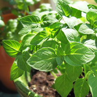 Rama Tulsi Plant, for Commonly used in Ayurveda, Color : Green