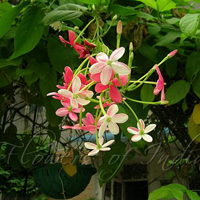 Rangoon Creeper Plant, for Agriculture, Features : Longer shelf life, Eco-friendly