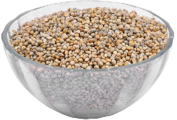 Organic Pearl Millet Seeds, for Cattle Feed, Grade : Superior