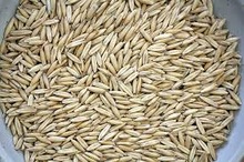 Indian Barley, Style : Dried