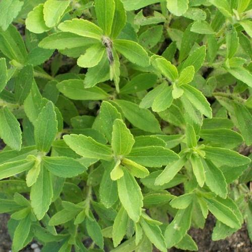Stevia Plants Morreta Plants