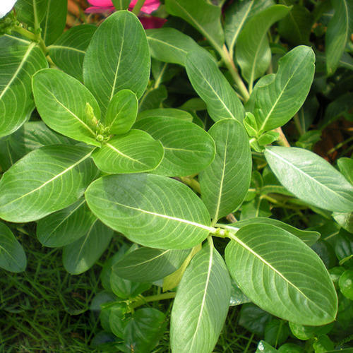 Natural Vinca Rosea Leaves