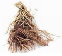 Organic Vinca Rosea Roots, Feature : Pure reliable, Highly medicinal beneficial