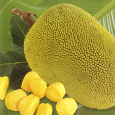 Organic Fresh Jackfruit, Color : Yellow