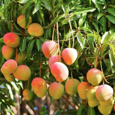 Organic Fresh Mango,fresh mango, Packaging Type : Corrugated Box