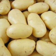 Organic fresh potato, for Cooking, Packaging Type : Guny Bag, Jute Bag, Plastic Bag