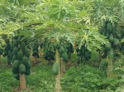 Organic Raw Papaya Plant