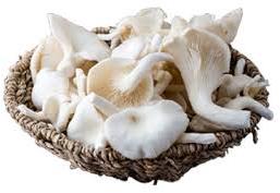 Organic Milky Oyster Mushroom, for Cooking, Packaging Type : Plastic Bag