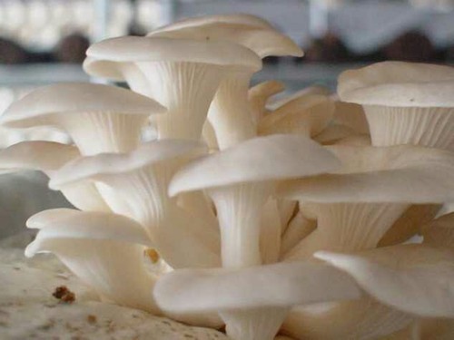 Organic Oyster Mushroom, Shelf Life : 3 Months