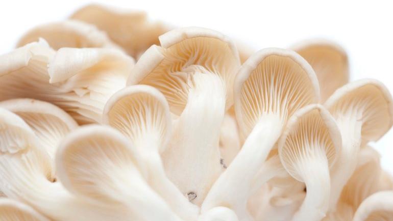 Premium Oyster Mushroom, Shelf Life : 3 Months