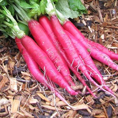 Organic Fresh Red Radish, for Cooking, Packaging Size : 10kg, 20, 25kg, 5kg