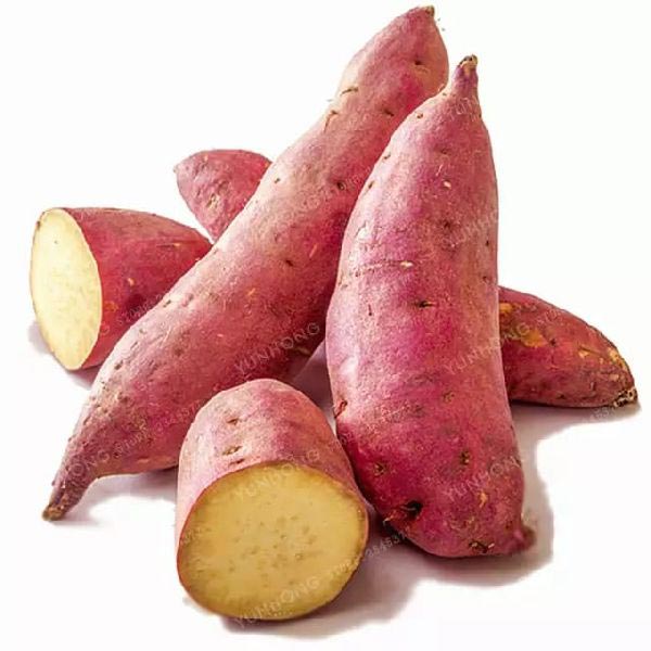 Fresh Sweet Potato, for Cooking, Packaging Type : Gunny Bags, Jute Bag, Plastic Bag