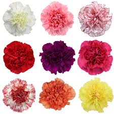 Fresh Carnation Flowers, Packaging Type : Plastic or polythene Bag