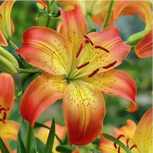 Fresh Asiatic lily Flowers