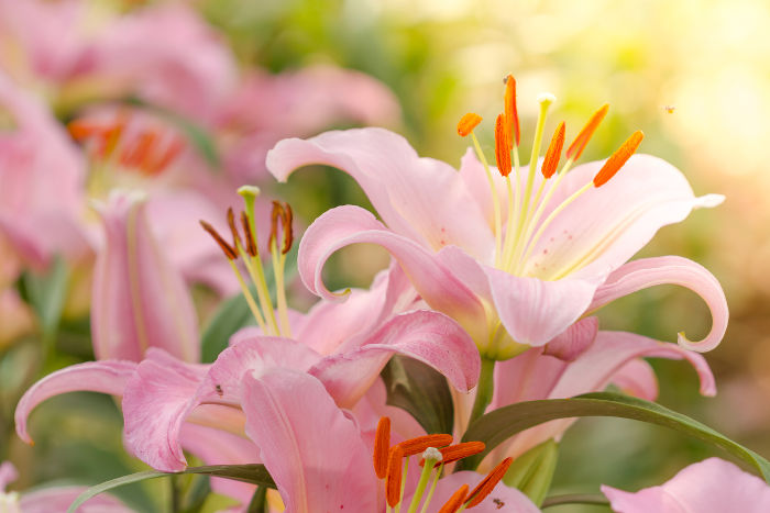 Organic Fresh Lily Flowers, Purpose : Household, Decoration