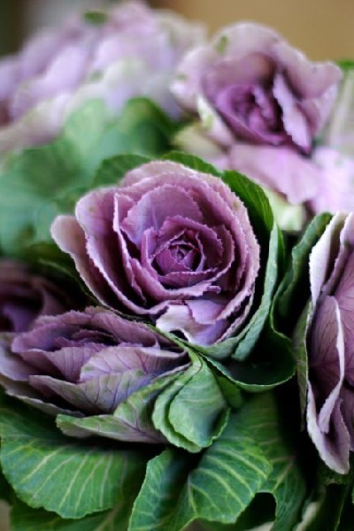 Natural Brassica Flowers, for Decoration, Gifting, Occasion : Birthday, Festivals, Party, Wedding