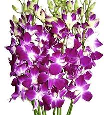 Organic Fresh Orchid Flowers