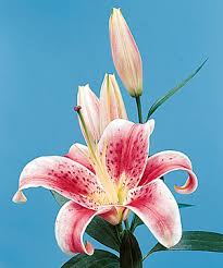 Fresh Oriental Lily Flowers