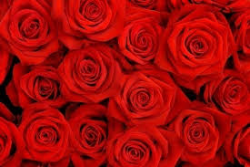 Organic Fresh Red Rose Flowers, for Decoration, Gifting, Medicine, Occasion : Birthday, Festivals