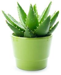 Organic Aloe Vera Baby Plant, for Cosmetic, Medicines, Feature : Easy To Grow, Insect Free, Long Term Freshness