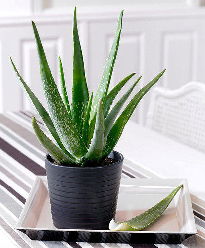 Organic Aloe Vera House Plant, for Cosmetic, Medicines, Feature : Easy To Grow, Insect Free, Long Term Freshness