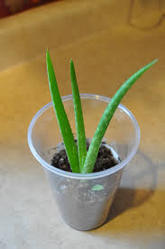 Organic Baby Aloe Vera Plant, for Cosmetic, Medicines, Feature : Easy To Grow, Insect Free, Long Term Freshness