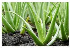 Organic Aloe Vera Plant, for Cosmetic, Medicines, Feature : Insect Free, Long Term Freshness