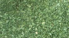 Organic Moringa Dried Leaves, Packaging Size : 500g, 100g
