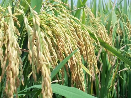 Organic rice paddy husk, Feature : High In Protein, Low In Fat