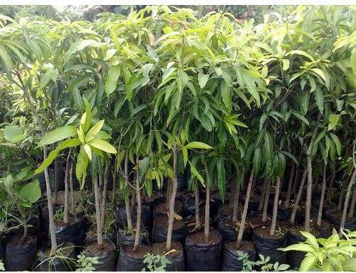 Organic Mango Plant, Size : Medium