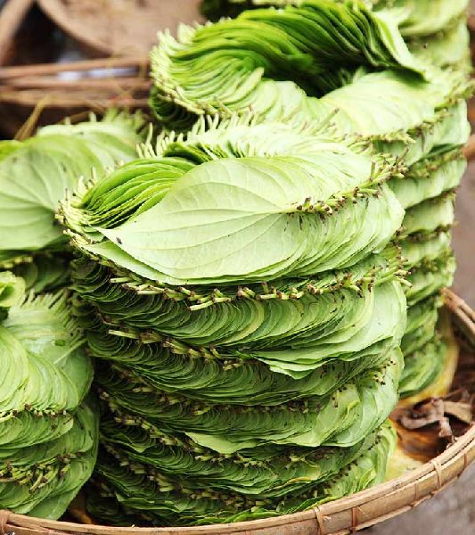 Organic Plain Betel Leaves, Feature : Improves digestion