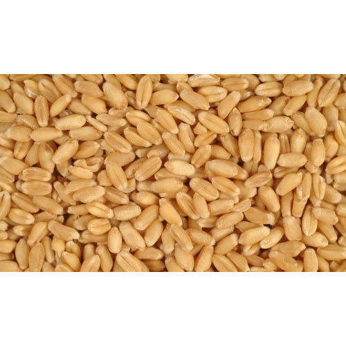 Organic Milling Wheat, for Human Food, Packaging Type : Gunny Bag, Plastic Bag