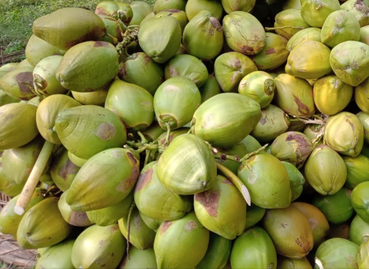 Green Coconut Bunches, Feature : Best quality lowest price